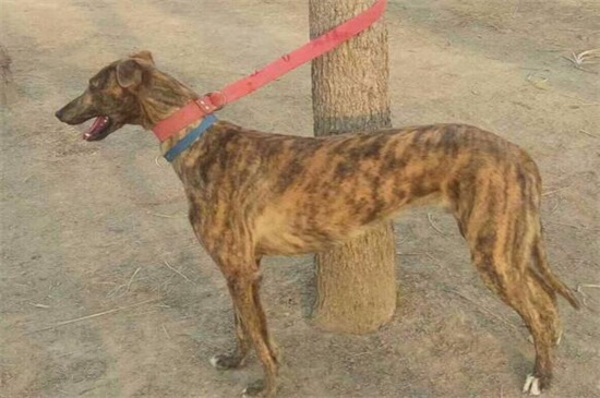 格力犬什么体型最快，胸大腰细的体型速度快的惊人