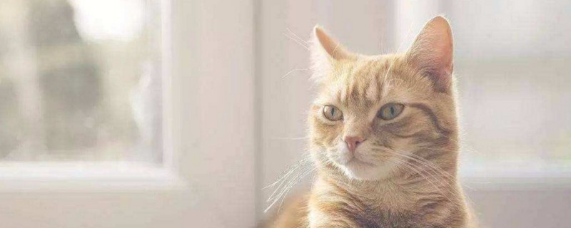 10kg猫粮怎么储存