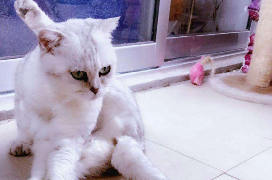 双血统猫啥意思