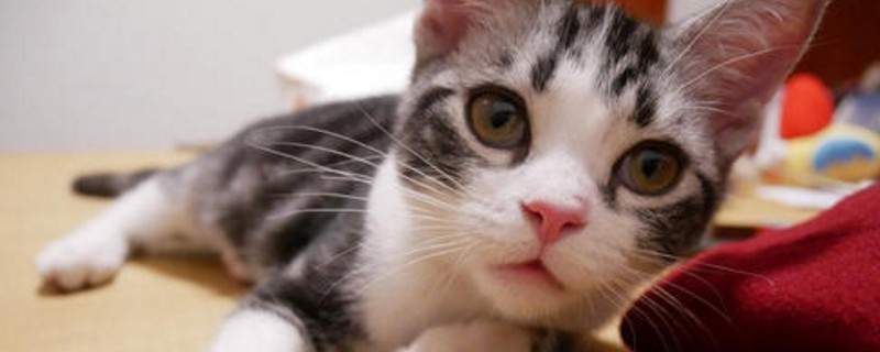 被猫抓伤出血要打针吗