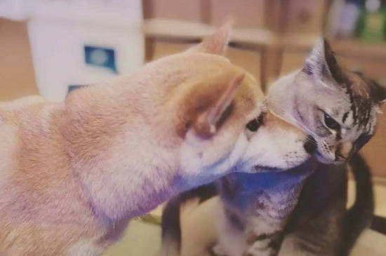 养猫养狗的好处