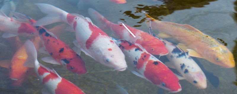 锦鲤适合在什么缸里养
