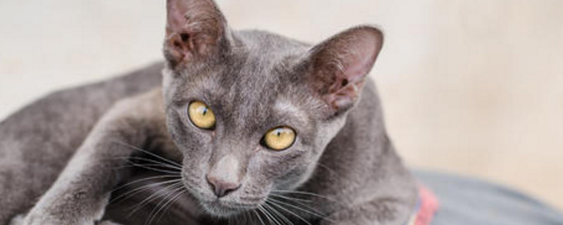 猫咪分娩需要多长时间