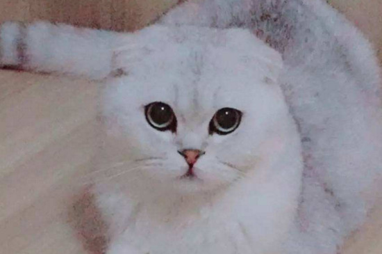 猫咪鼻子不通气怎么办