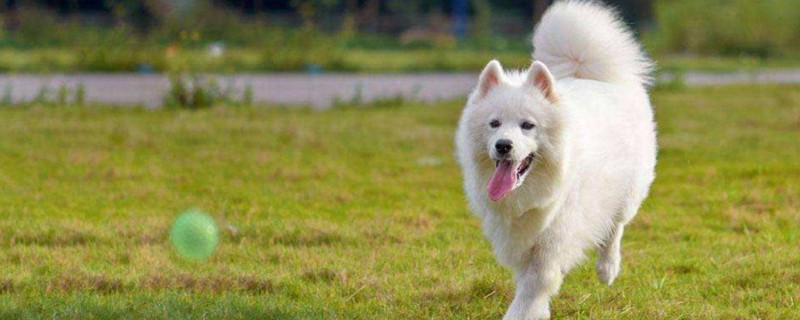 初养萨摩耶犬的禁忌
