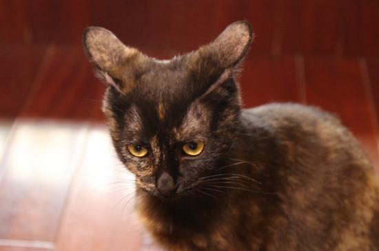 猫的肚子有气泡响声