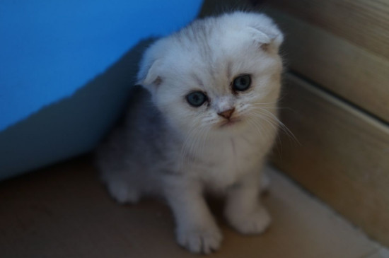 折耳猫为什么会发病
