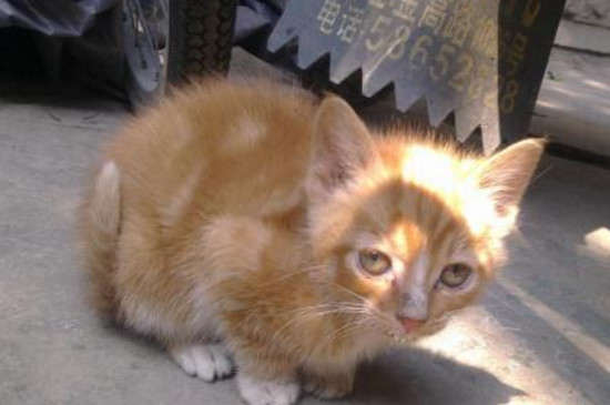 猫妈妈为什么吃小猫
