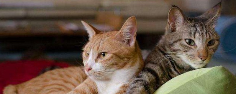 怎么让原住民接受新猫