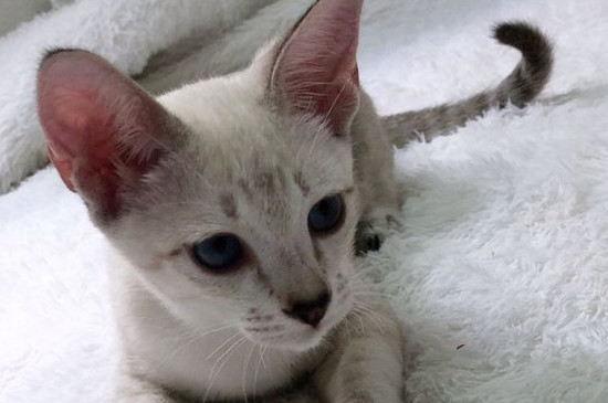 猫嘴角有黑色的东西