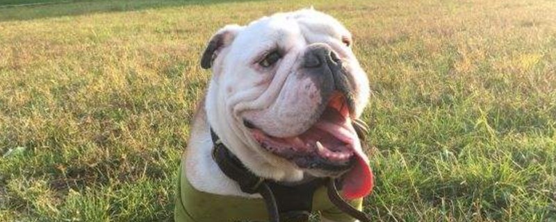 斗牛犬肛门腺怎么挤