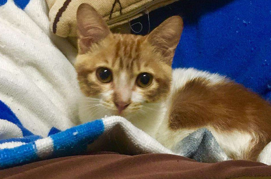 小猫太黏人一走开就叫，猫咪看见主人离开就叫怎么办
