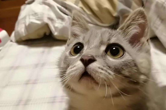 猫咪几个月打疫苗