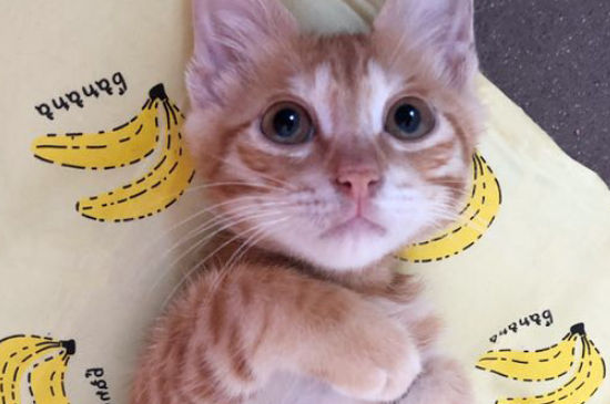 橘猫为什么总爱叫