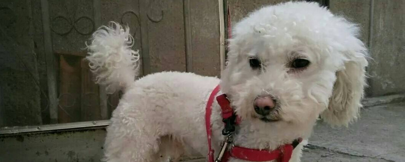狗狗死后眼睛不合上怎么回事