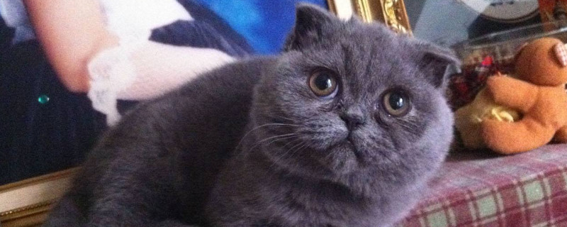 不是纯折耳猫会犯病吗