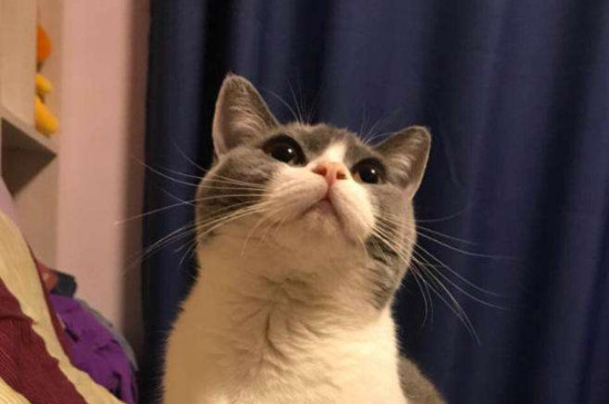 小猫离开母猫会难过吗