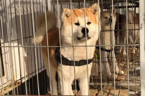 为什么养秋田犬的人少