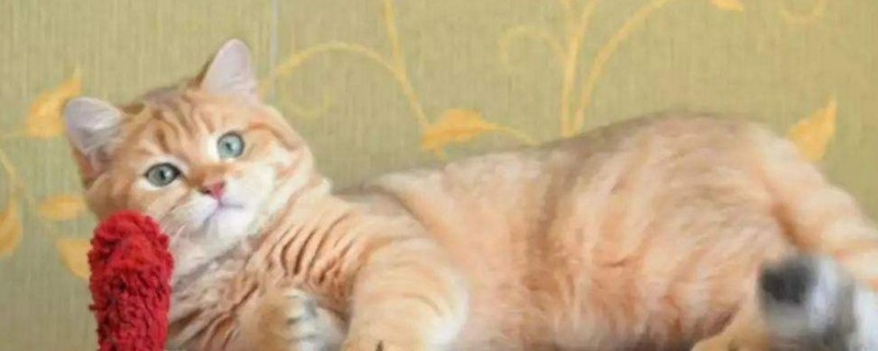 猫鼻支会死吗