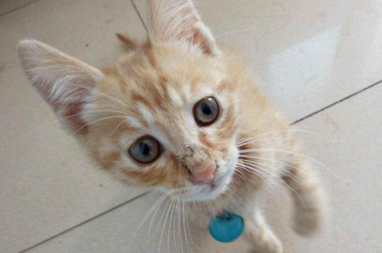 猫咪鼻子不通气怎么办