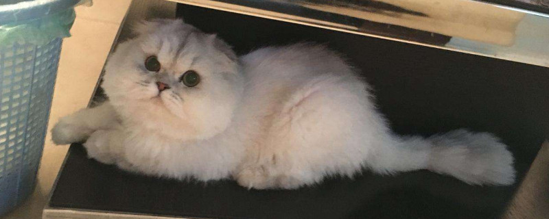 折耳猫怎么养胖