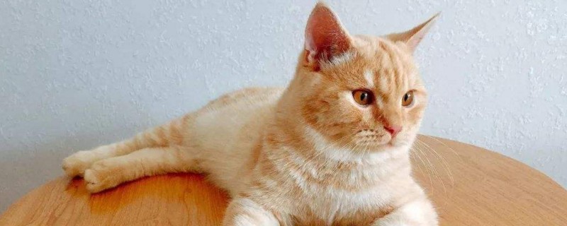 猫咪为何要抱咬主人