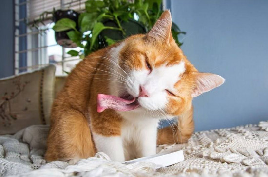 猫咪多大可以吃猫薄荷