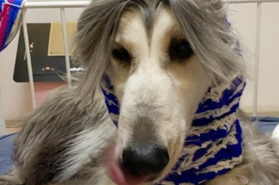 阿富汗猎犬多少钱一只幼崽，纯种阿富汗猎犬价格表