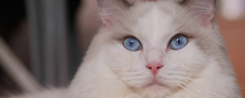 猫舔你的手代表什么
