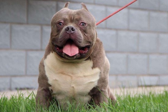 恶霸犬为什么不叫