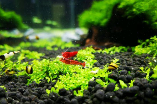 水晶虾怎么调节水质