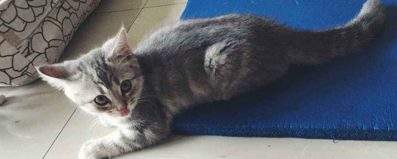 怎么判断猫咪冷不冷