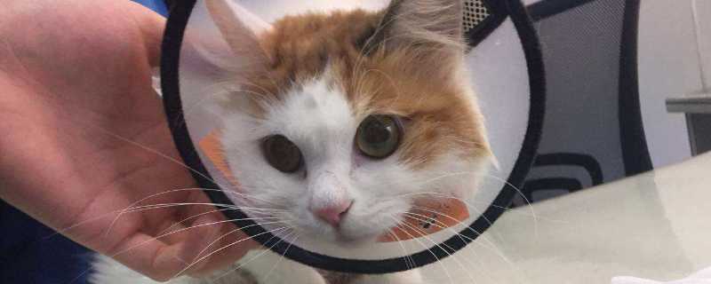 猫绝育后频繁吐黄水
