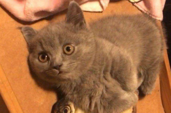 矮脚猫是不是跳不高