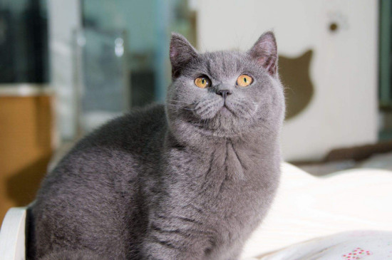 猫为什么不能白送人