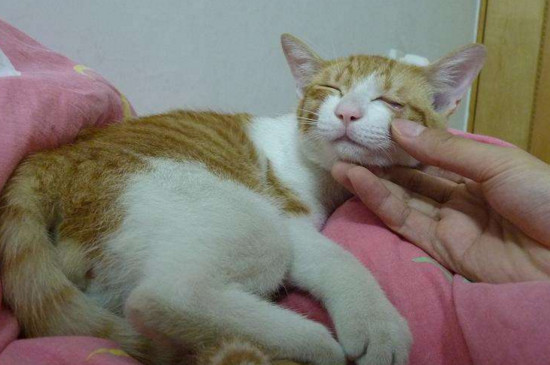 母猫怀孕多久能看出来