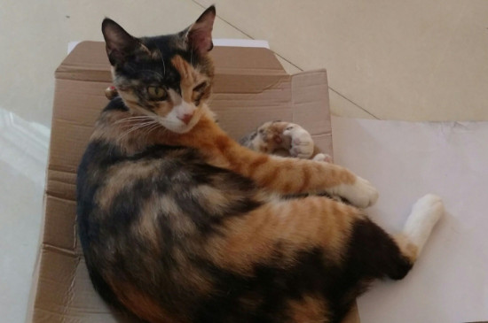 玳瑁猫性格怎么样