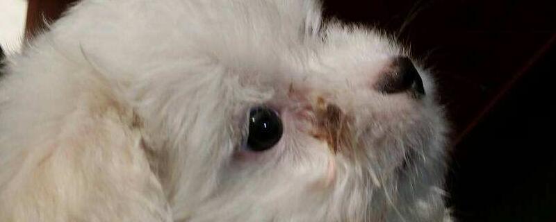 狗狗上火症状有哪些