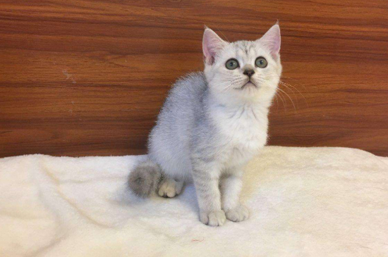 小公猫几个月开始发请