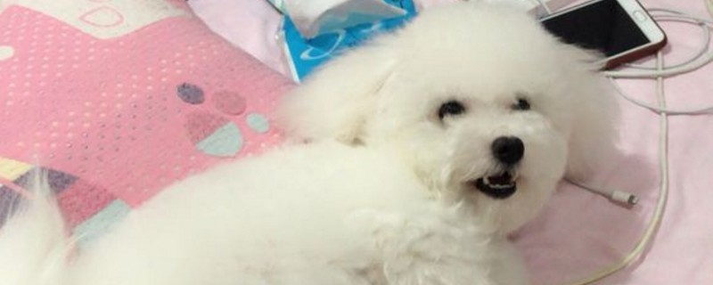 比熊犬喂养常识