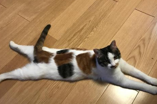 猫咪喜欢主人的表现有哪些