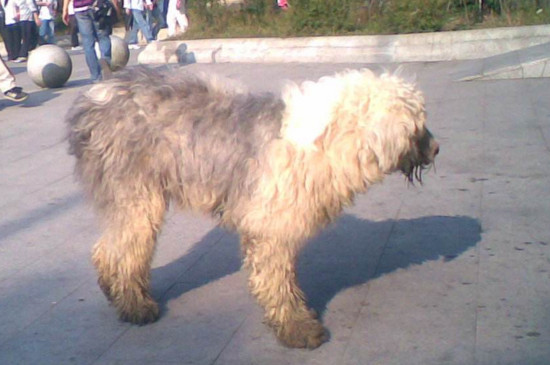 古牧为什么是禁养犬