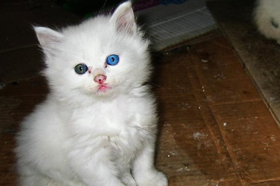 流浪猫会认人吗，流浪猫会认的喂它的人是谁吗