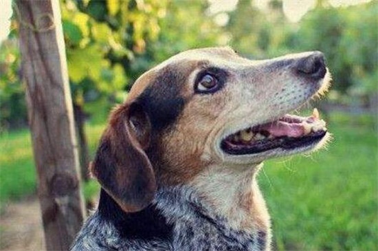 什么狗会得狂犬病