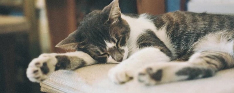 猫指甲从根部断了