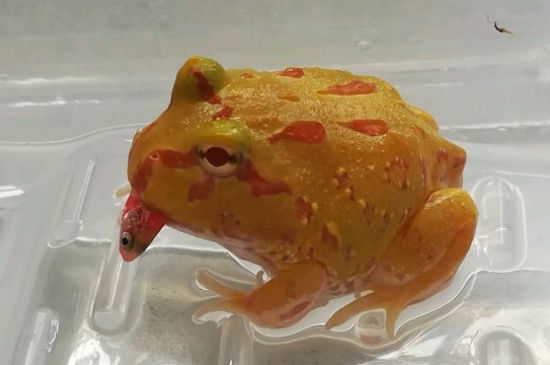 角蛙蒙眼会死吗
