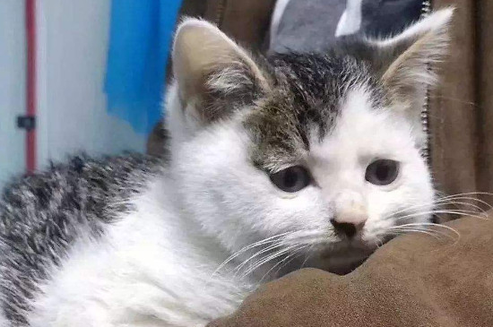 猫咪打完疫苗拉稀