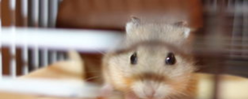 仓鼠死了能不能摸
