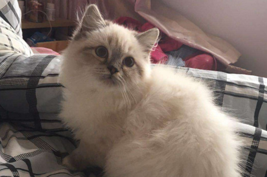 两个月小猫可以吃肉吗