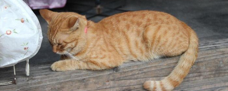 三个月的猫能打疫苗吗